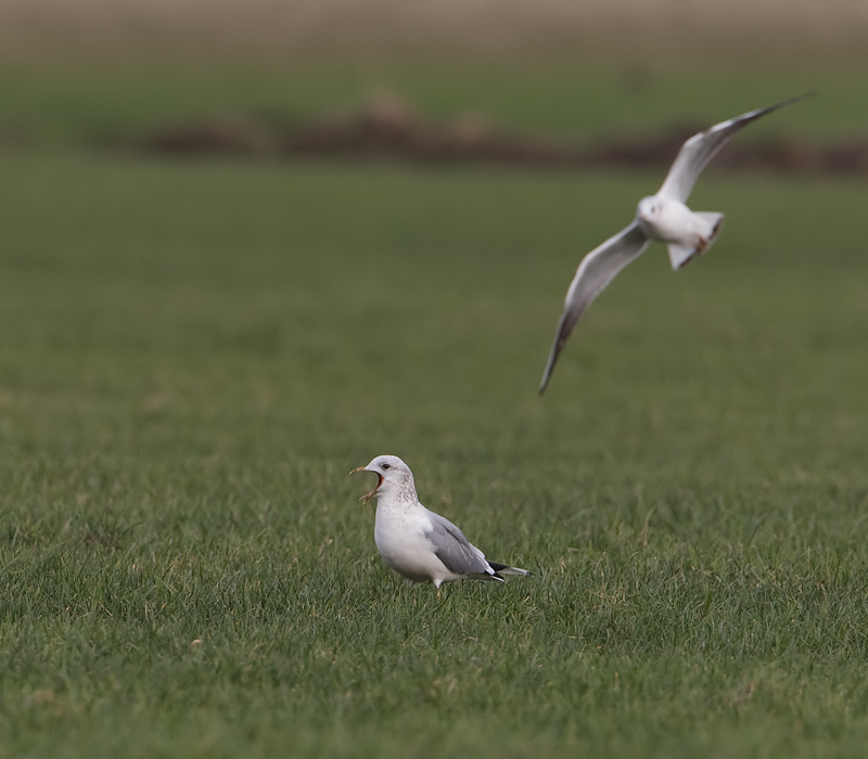 Larus canus Stormmeeuw Common Gull